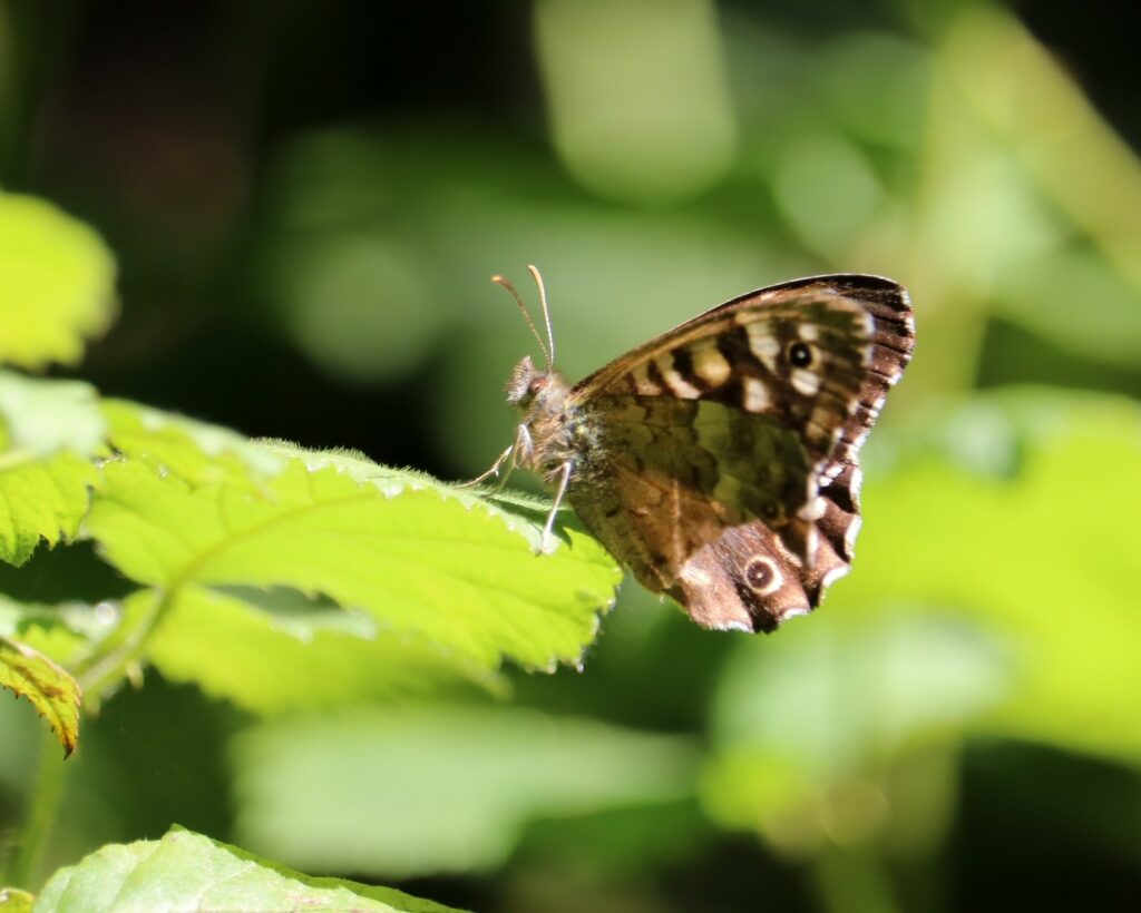 A Speckled Wood Butterfly rests on a leaf of a hedge, image by Pip Gray