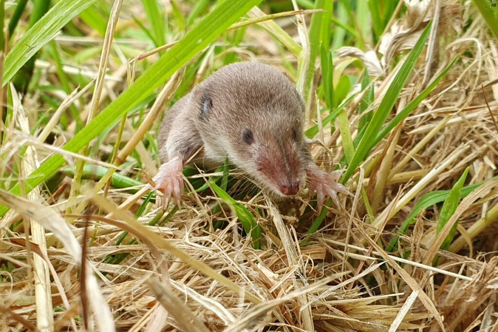 A Common Shrew in the undergrowth