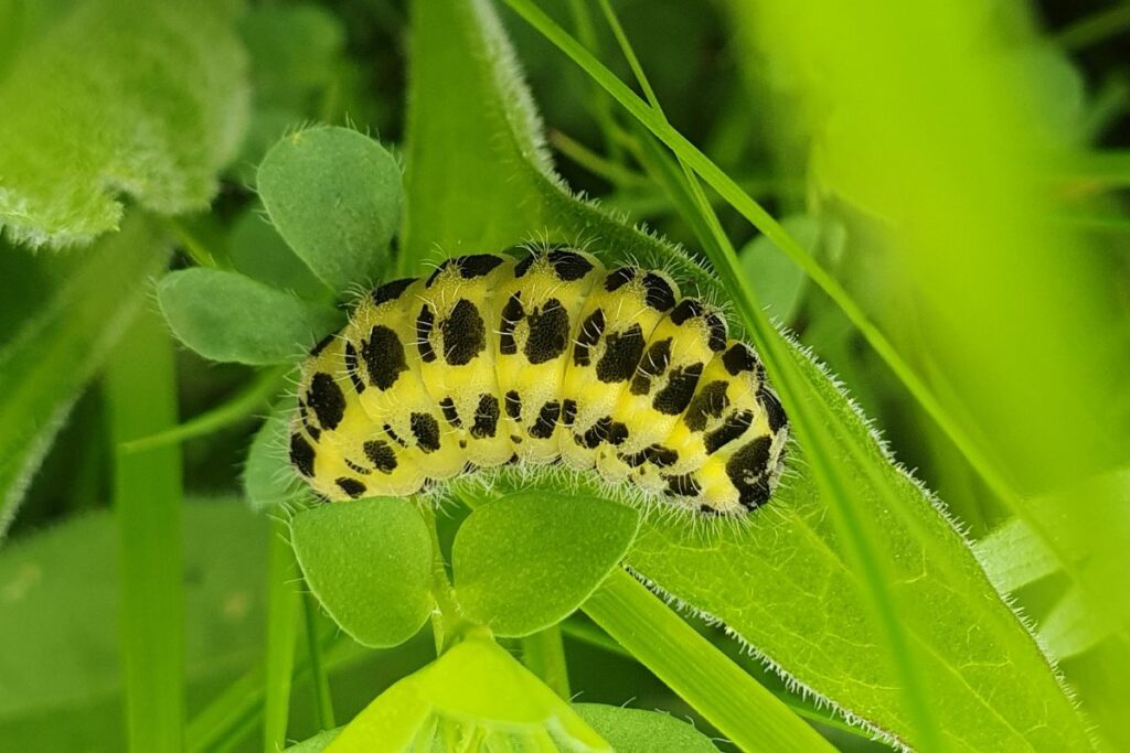 A six-spot burnet moth caterpillar, munching on common bird's-foot trefoil in the meadows at Joan's Hill Farm