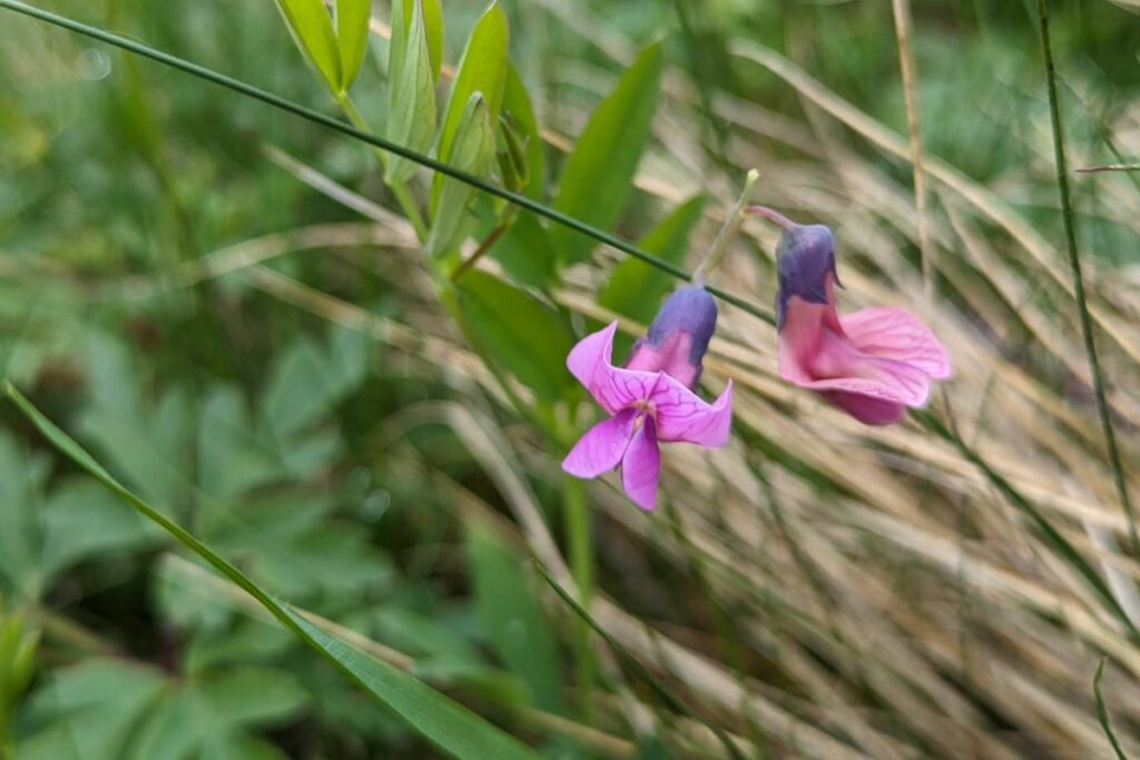 Close up of a dainty Bitter Vetch flower