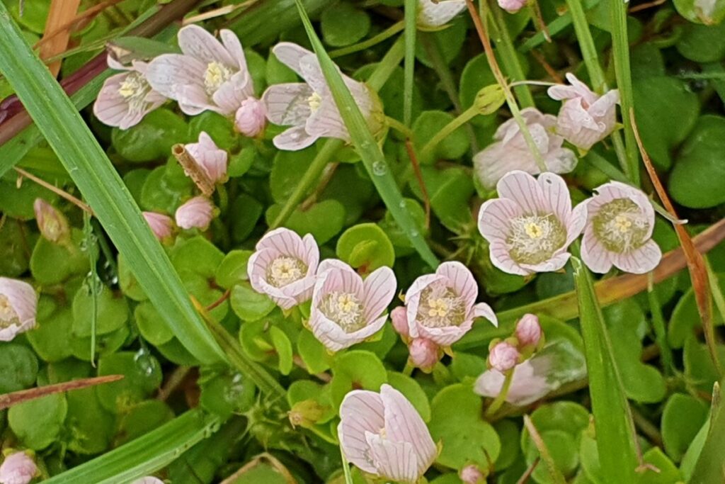 Bog Pimpernel