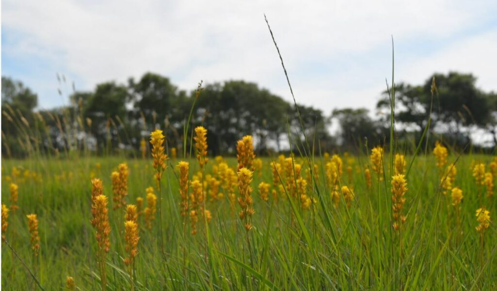 Yellow tall flowers - Bog Asphodel in a grassland