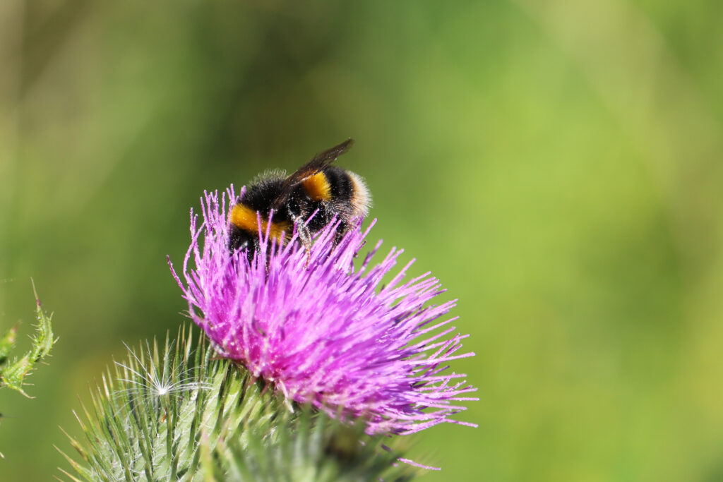 Buff tailed bumblebee feeding on Knapweed