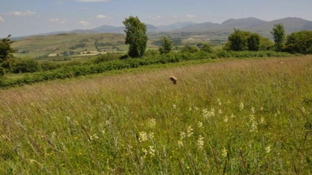 A field of grass with yellow orchids in places