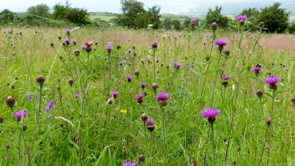 grass field with common knapweed scattered around the flowers are purple-ish