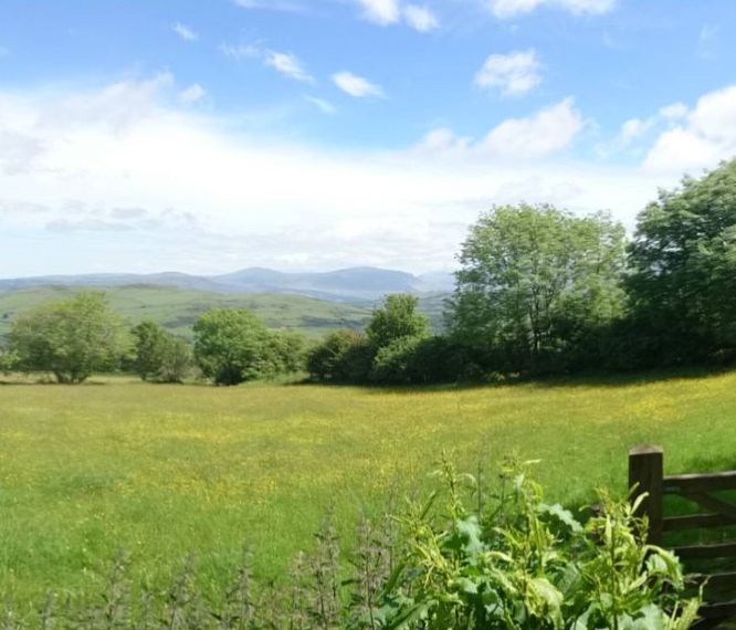 A grass field with trees and mountain at the background