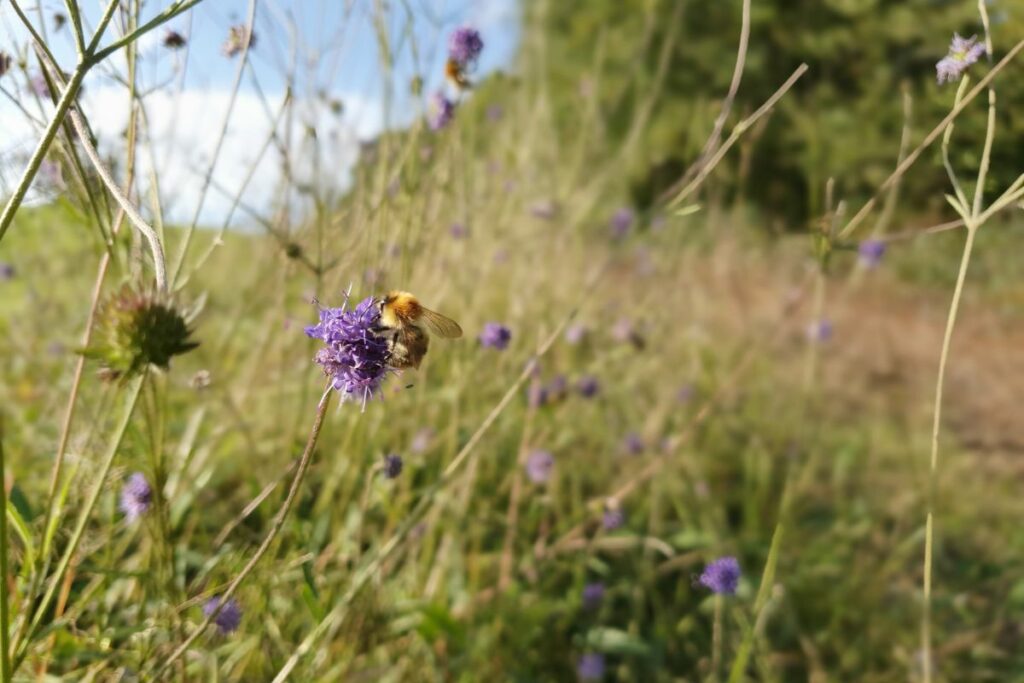 Common Carder Bee on Devil's-bit Scabious - Joan's Hill