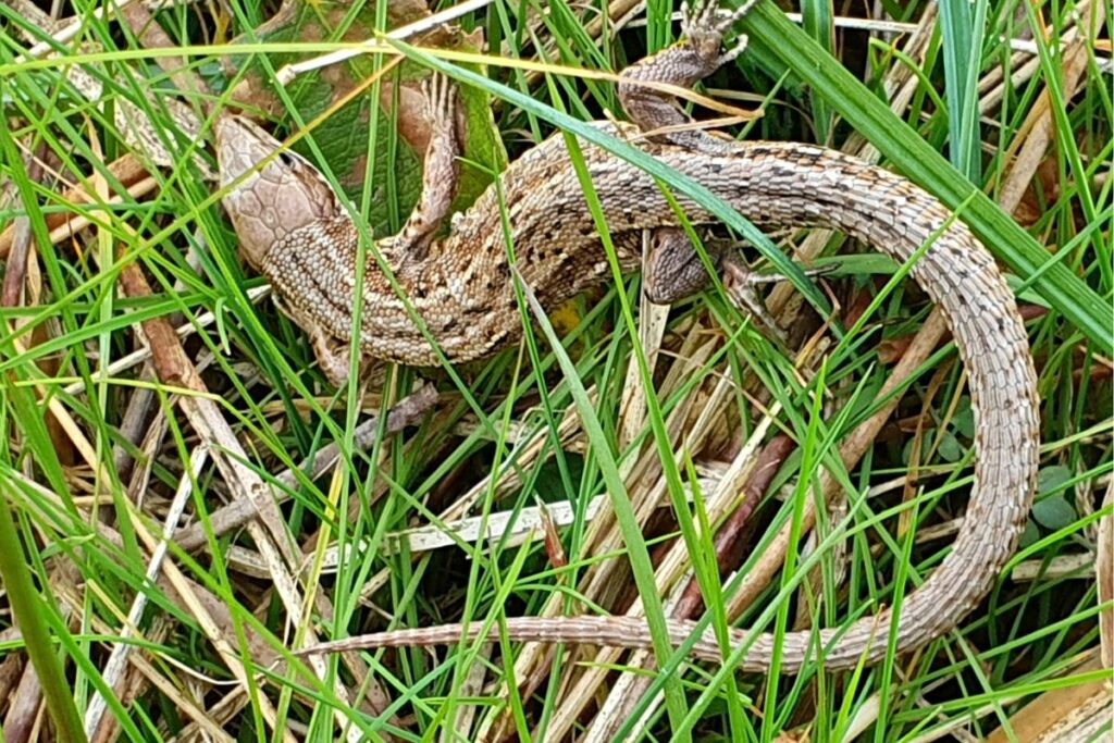 A Common Lizard spotted in the grasses
