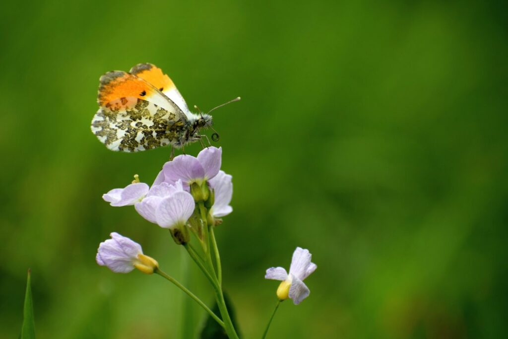 Orange Tip butterfly on a Cuckoo Flower