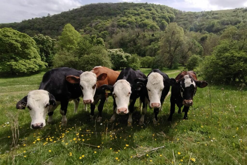 Cattle at Deep Dale