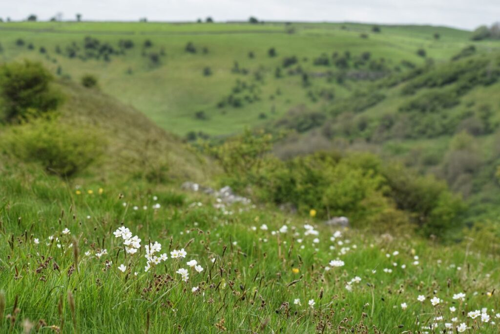 Looking out across the valley with Meadow Saxifrage in the foreground