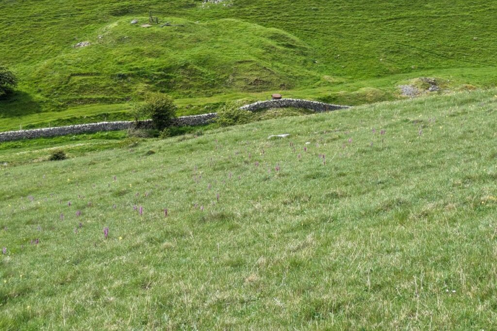 Looking down the hill at the Early Purple Orchids