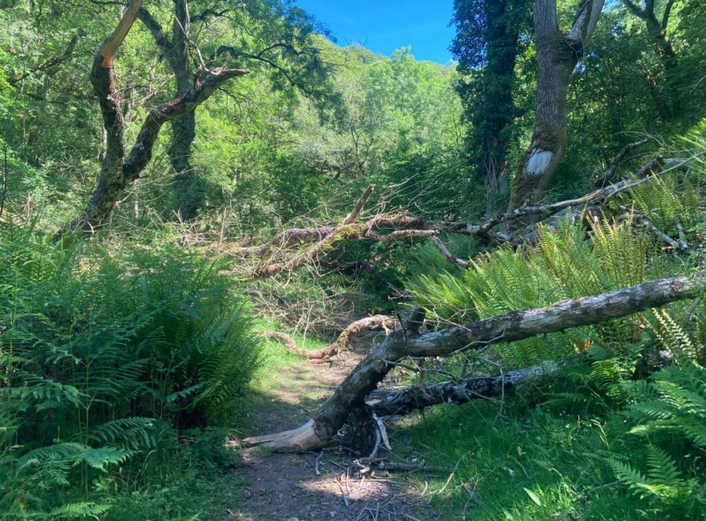 A few fallen ash tree on a path