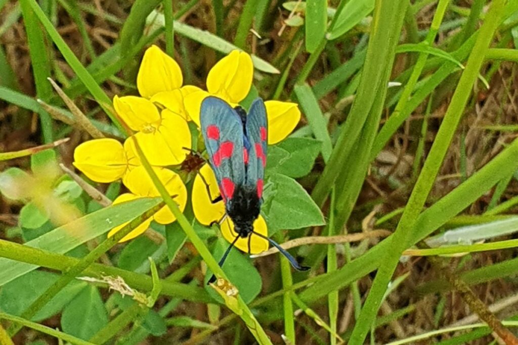 Five-spot Burnet Moth on Common Bird's-foot Trefoil at Greena Moor