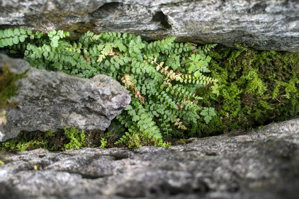 Green Spleenwort