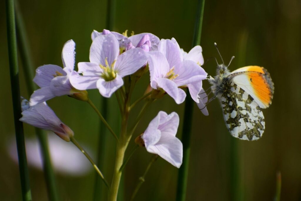Orange tip butterfly on a Cuckoo Flower