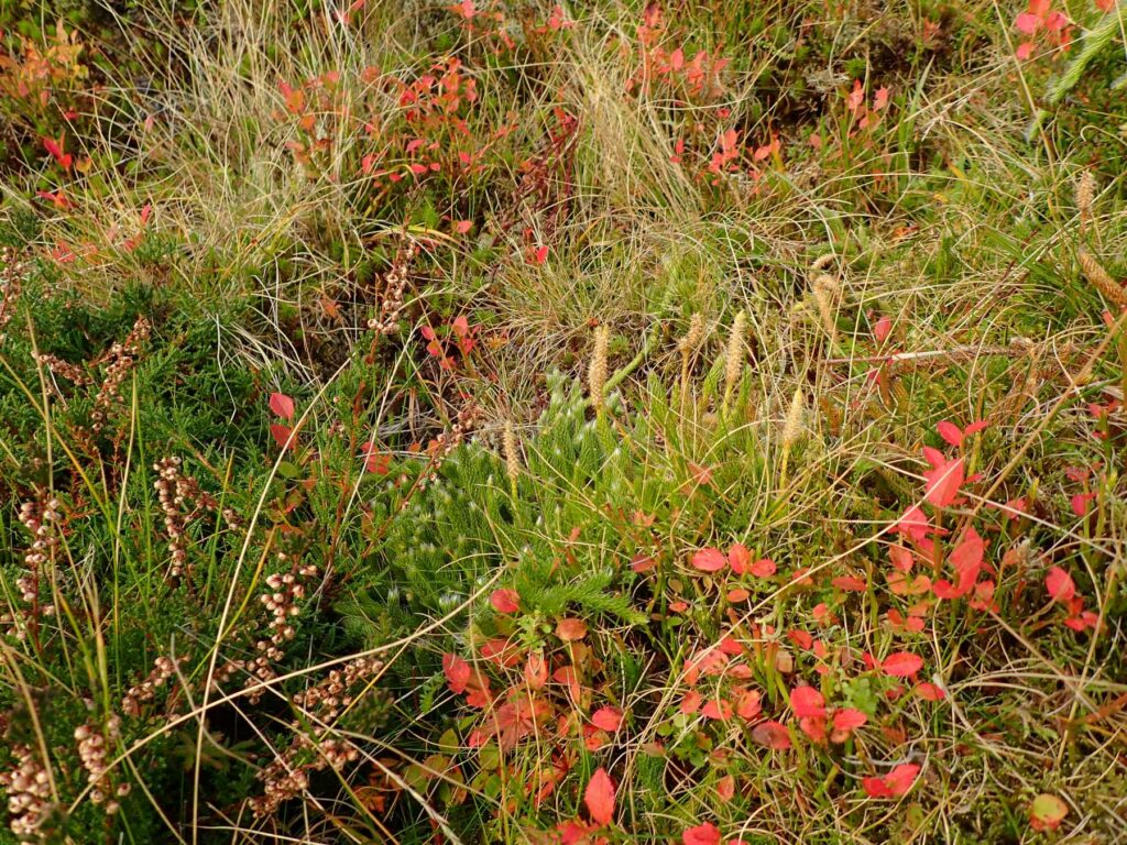 Hares Foot Clubmoss in it's habitat