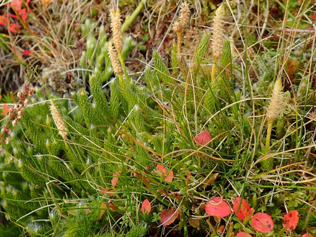 A close up of Hares Foot Clubmoss