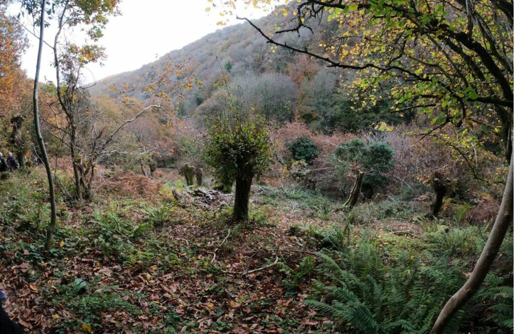 Pollard Oak tree