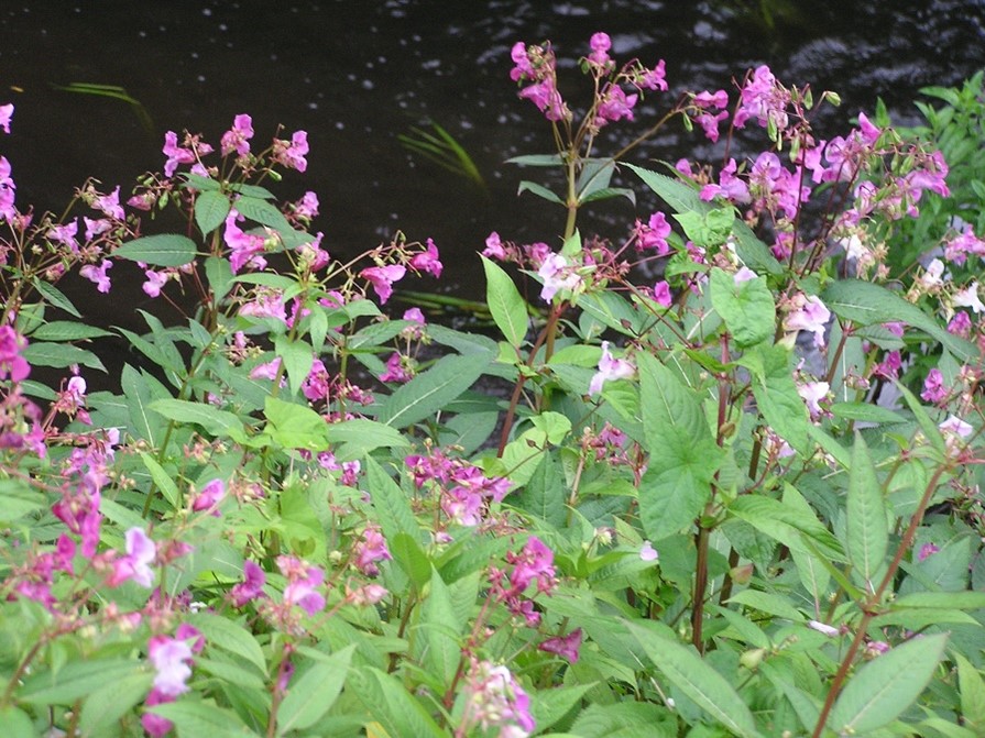 The pink flowers of Himalayan Balsam (Impatiens glandulifera) growing along a river. Credit: Deborah Long
