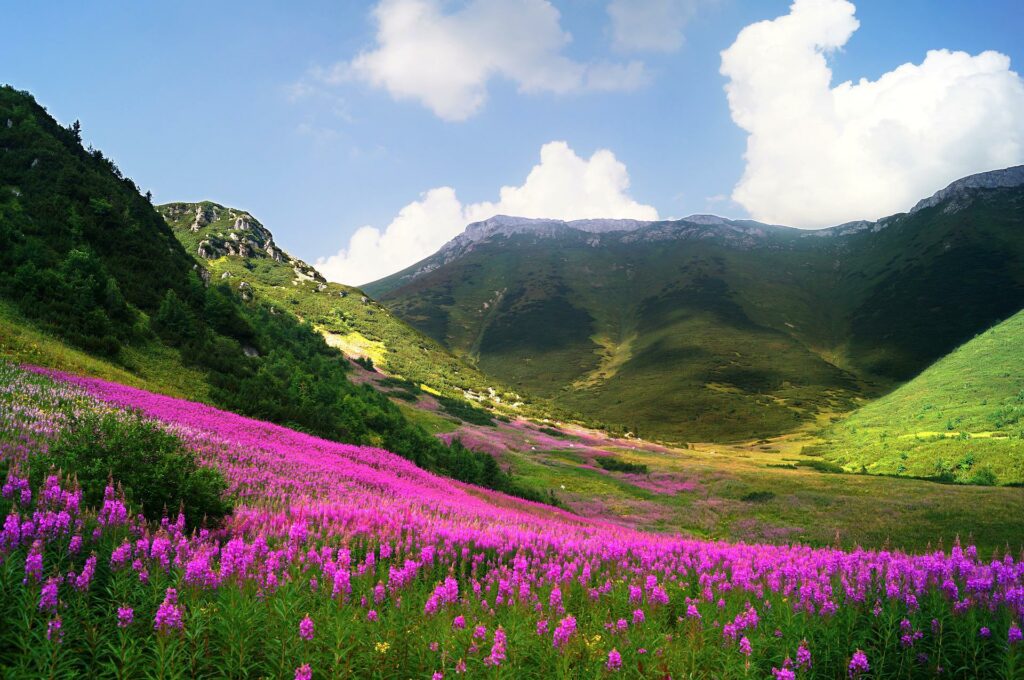 Carpet of pink flowers at the bottom of green mountains in Slovakia