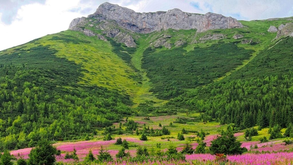 Green mountains with pink meadows on the foot