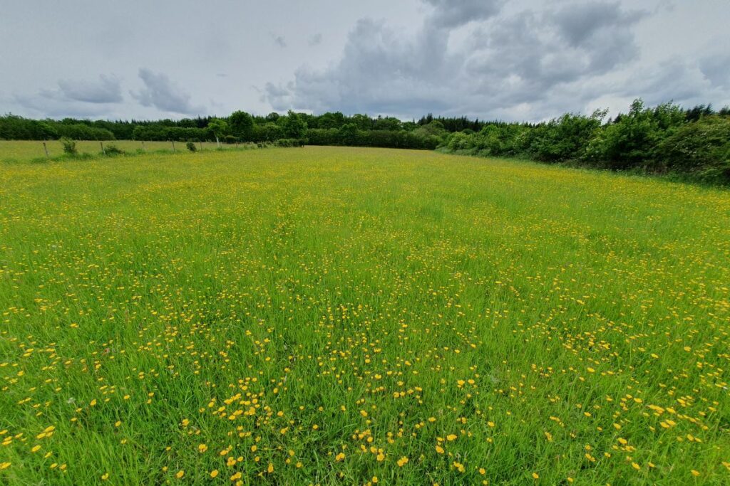 A sea of yellow wildflowers at Joan's Hill Farm