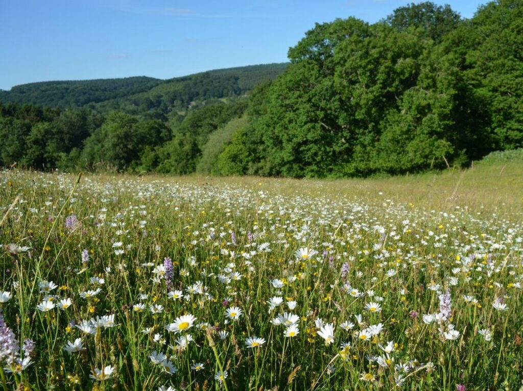 A meadow of daisies and orchids with a leafy woodlands in the background