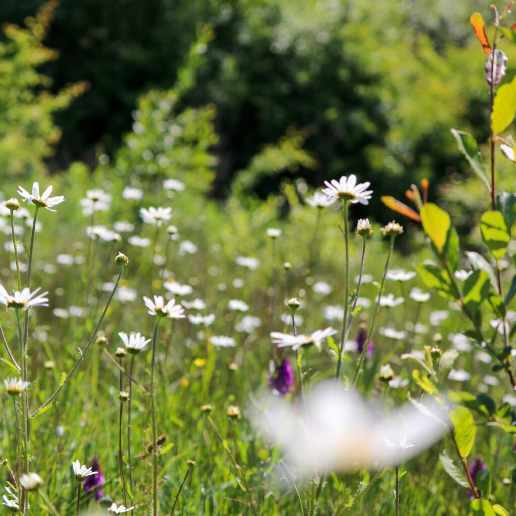 A meadow with Oxeye daisies, lush green grass and woodlands in the background