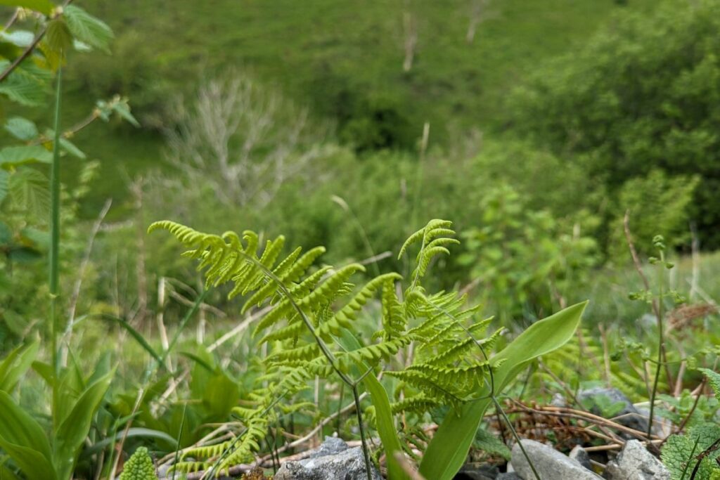 A Limestone Fern