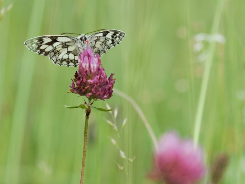 A Marbled White butterfly sitting on a clover in a meadow