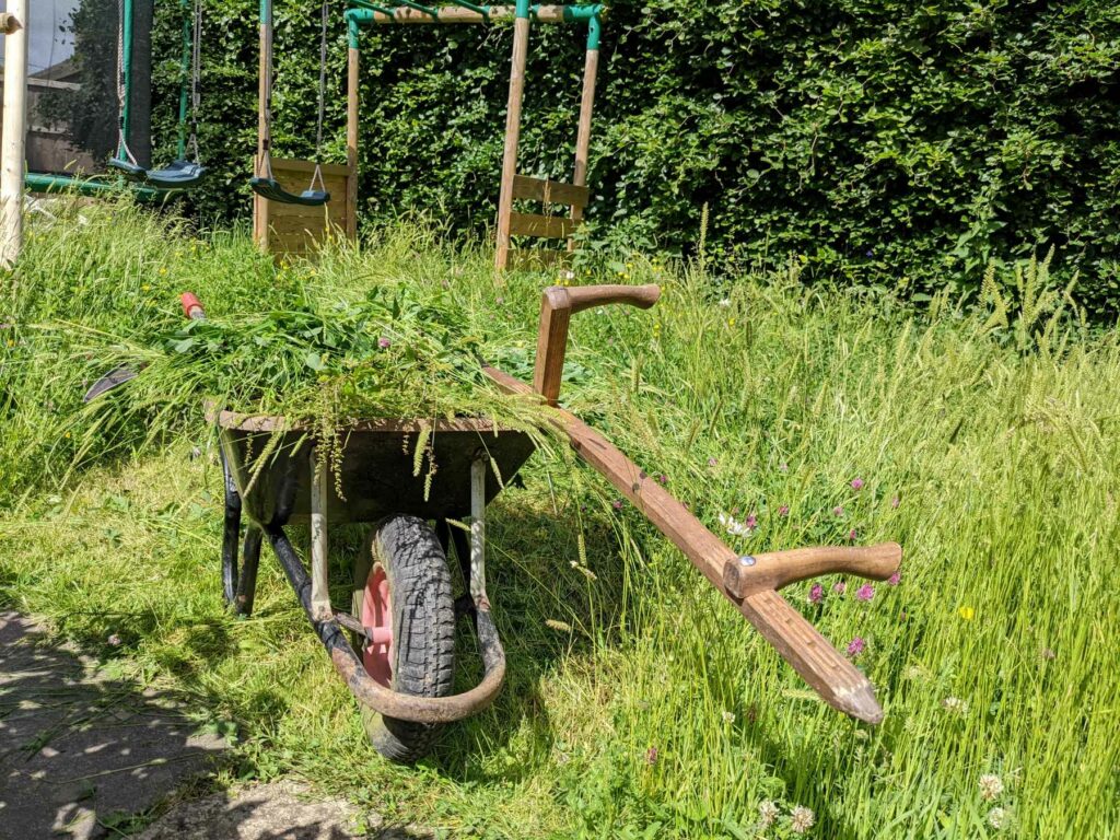 Long cut grass in a wheelbarrow on a garden lawn