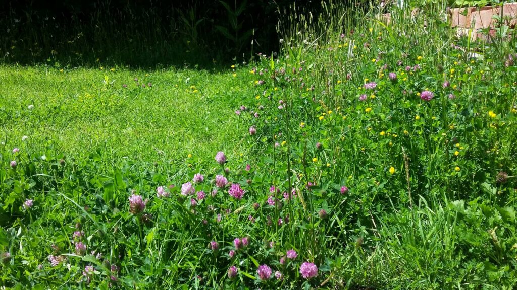 Two different lengths of grass, a short flowering lawn, and long grass with taller wildflower