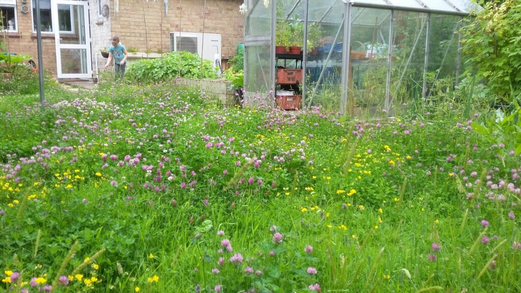 A garden lawn covered in wildflower, with a greenhouse and building in the backgroud