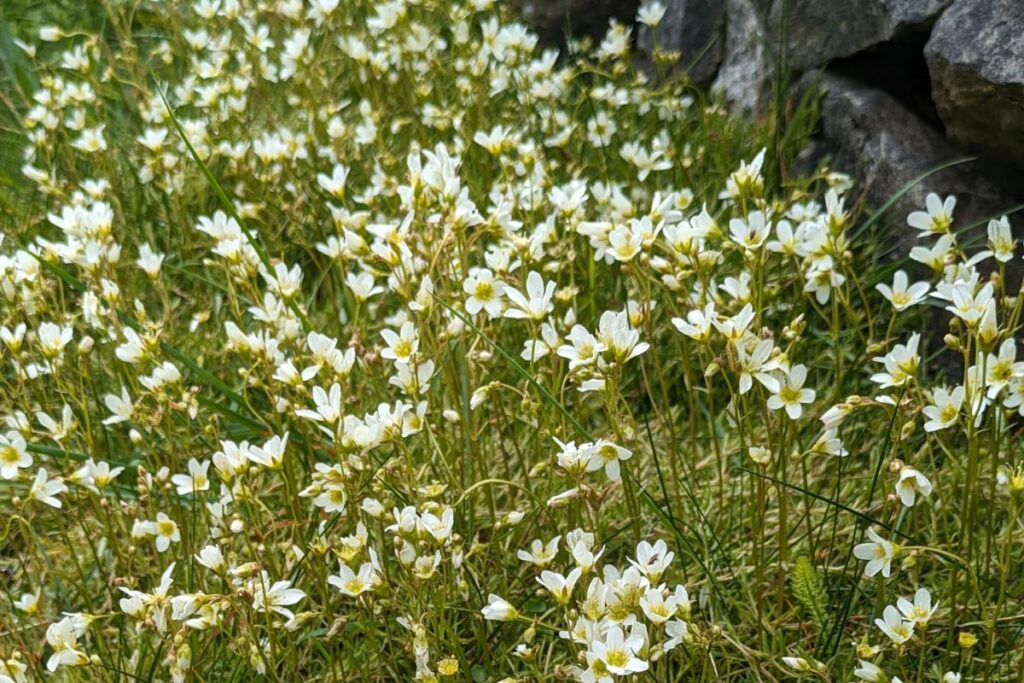Mossy Saxifrage