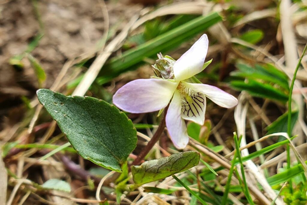 Pale Dog Violet