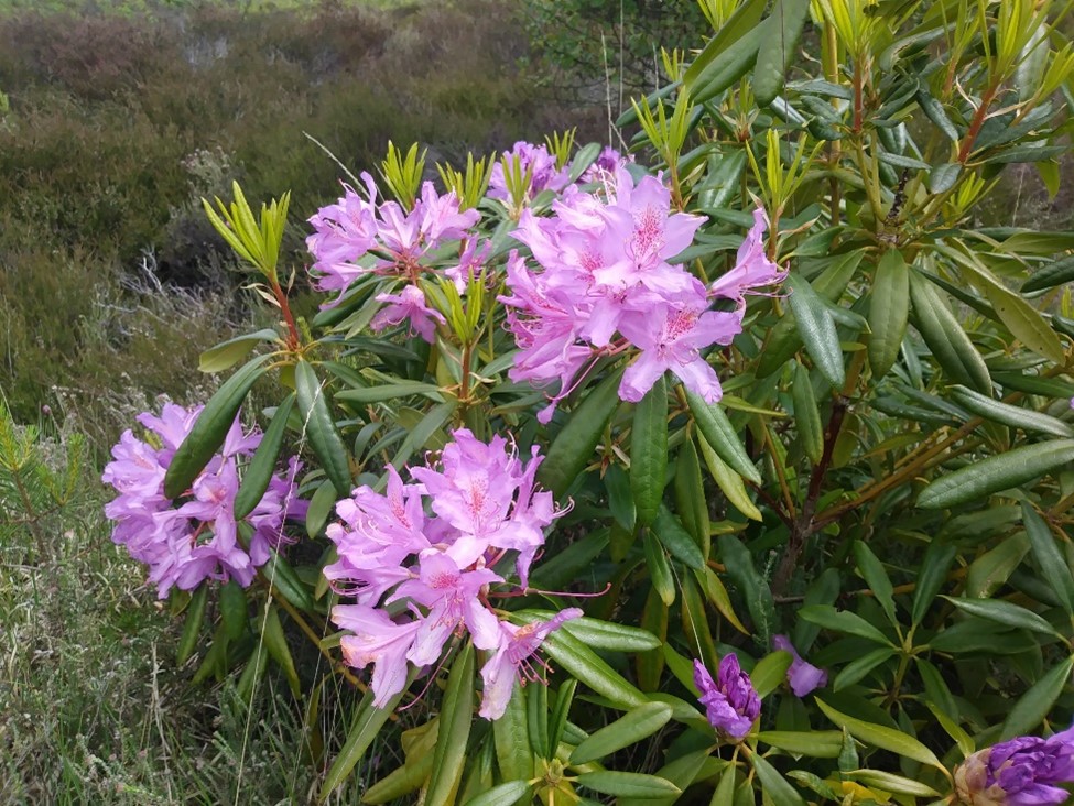 The pink flower clusters of the INNS Rhododendron ponticum. Credit: L Death