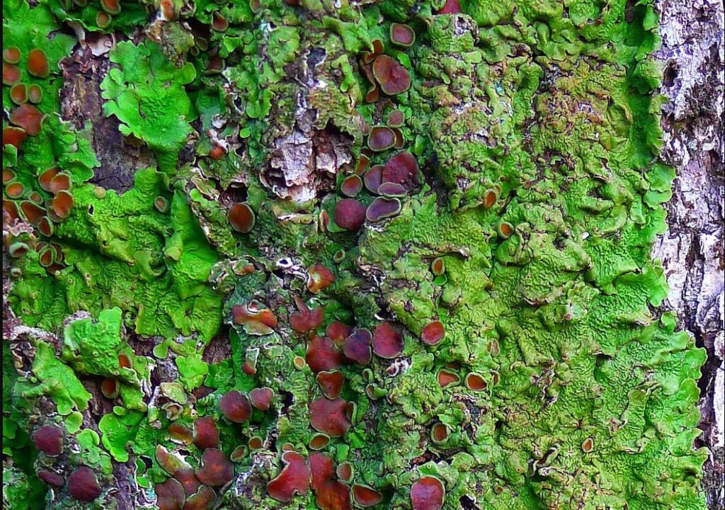 Green Satin lichens Ricasolia Virens