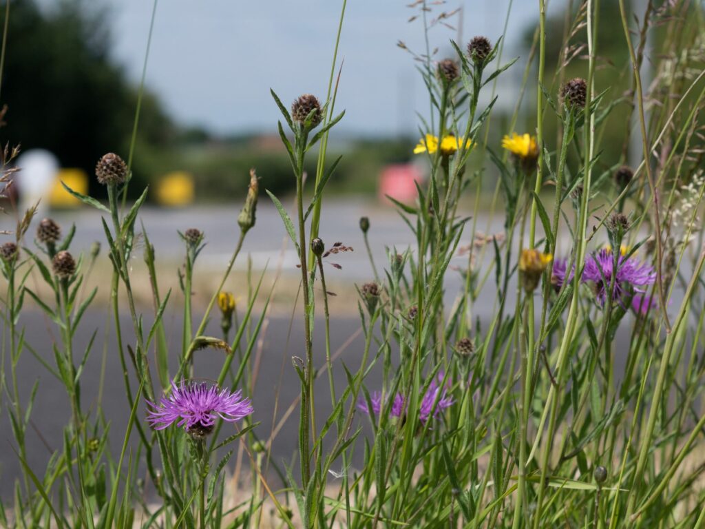 Wildflower on a road verge