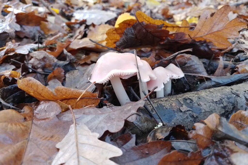 Rosy Bonnet at Joan's Hill Farm woodland