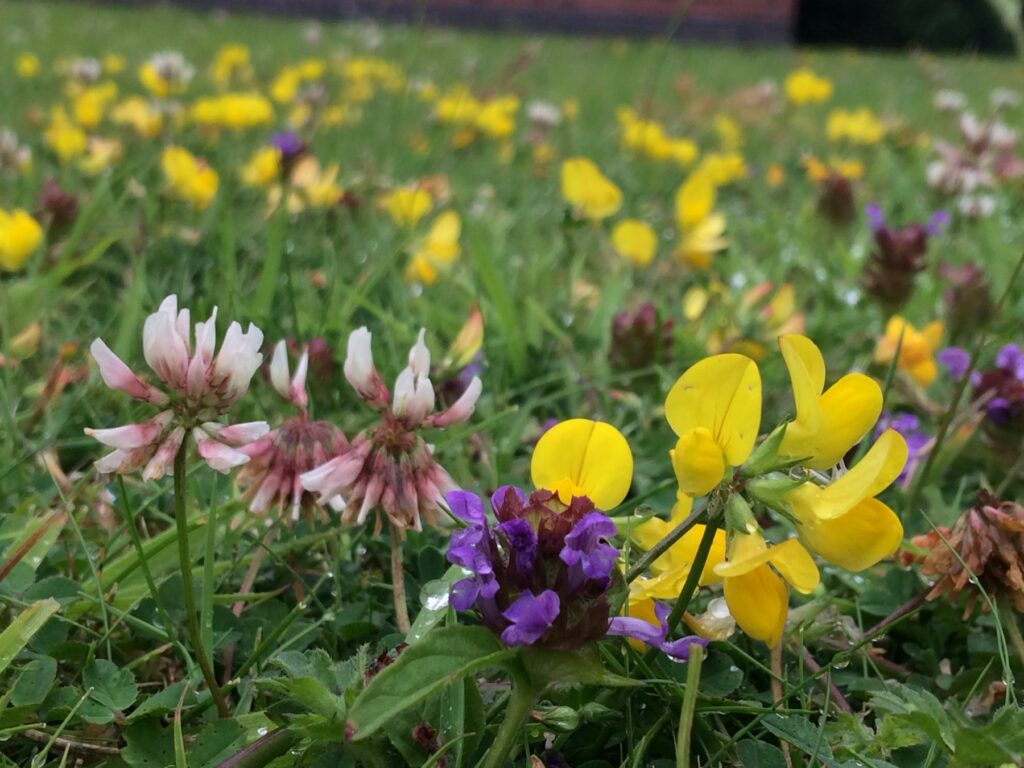 Clover, Selfheal and Birds-foot Trefoil all growing on a short lawn