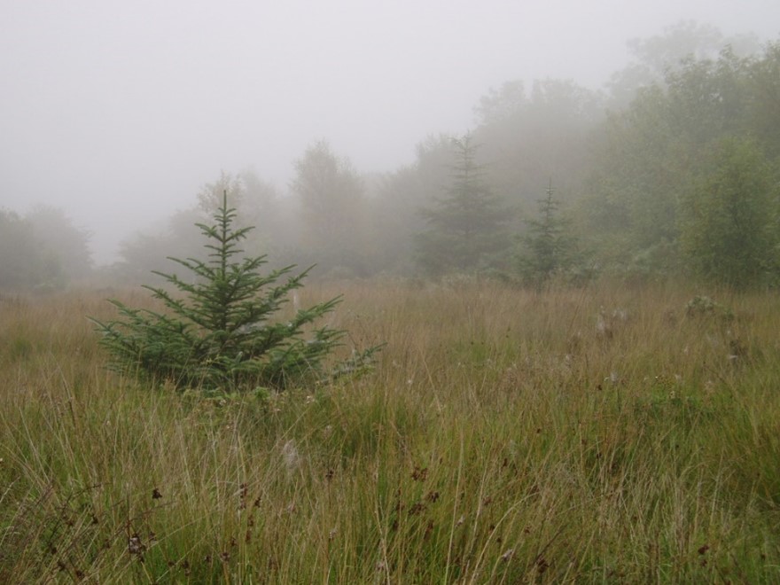 : A young Sitka spruce (Picea sitchensis) which has spread from a plantation and germinated over a species rich pasture. Credit: Lizzie Wilberforce