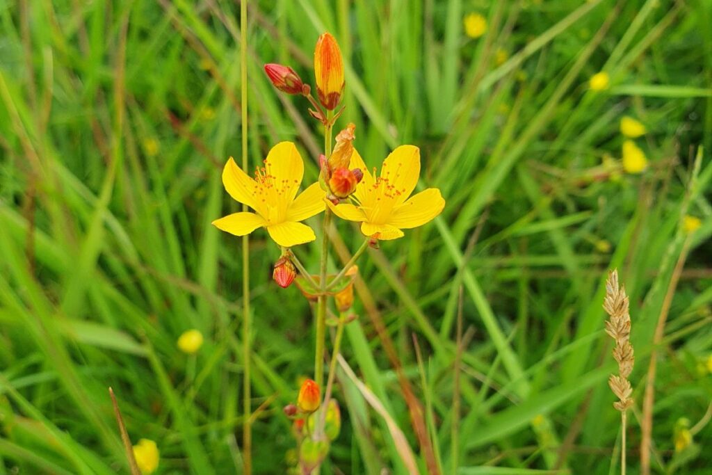 Slender St John's Wort