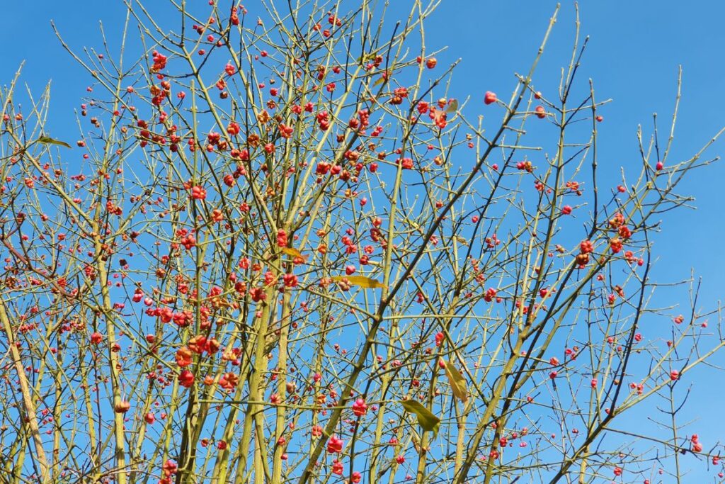 Spindle berries in the hedge