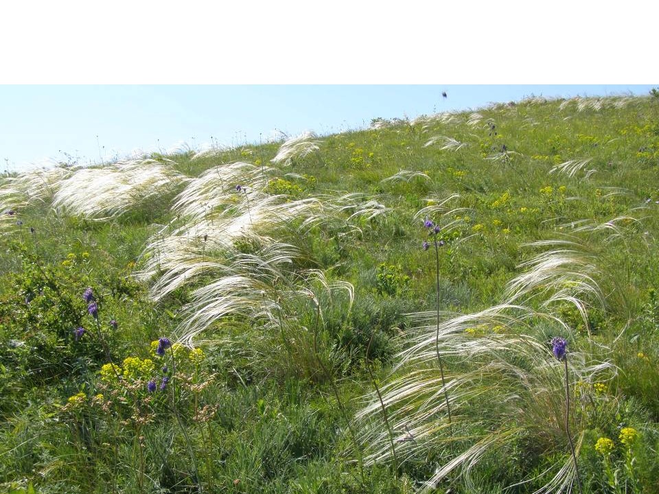 tall white-ish grass on green grass shorter grass in Taushan Tepe in Bulgaria
