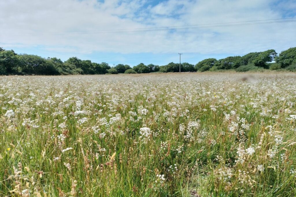 The Whorled Caraway Field - Greena Moor
