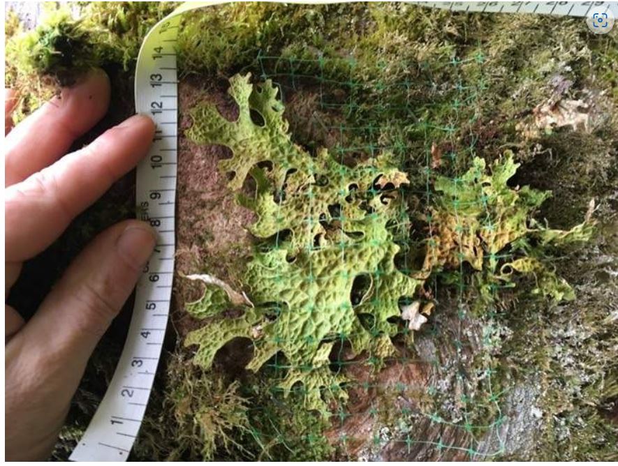 Lichen on a tree with netting on top and a hand measuring the size of the lichen