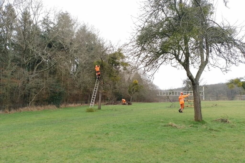 Tree surgeons pruning and removing (a proportion of the) mistletoe, to prolong the lives of our old apple trees at Joan's Hill Farm orchard.