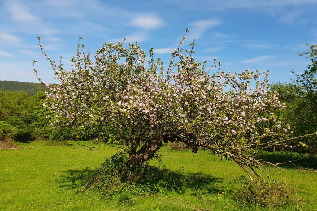 Veteran apple tree in blossom, The Old Orchard