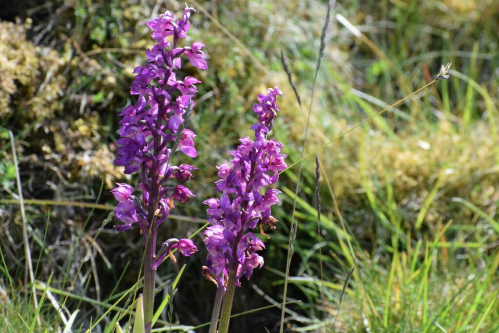 Early Purple Orchid